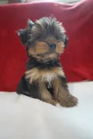 Charlotte , a female Yorkshire Terrier for sale in Kansas City, MO – 2 of 5