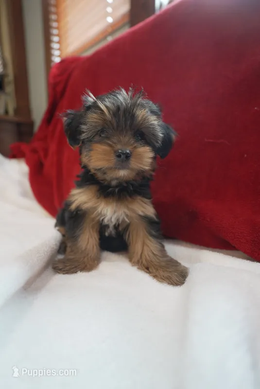 Charlotte  – Yorkshire Terrier puppy for sale in Kansas City, MO