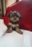 Charlotte , a female Yorkshire Terrier for sale in Kansas City, MO – 1 of 5