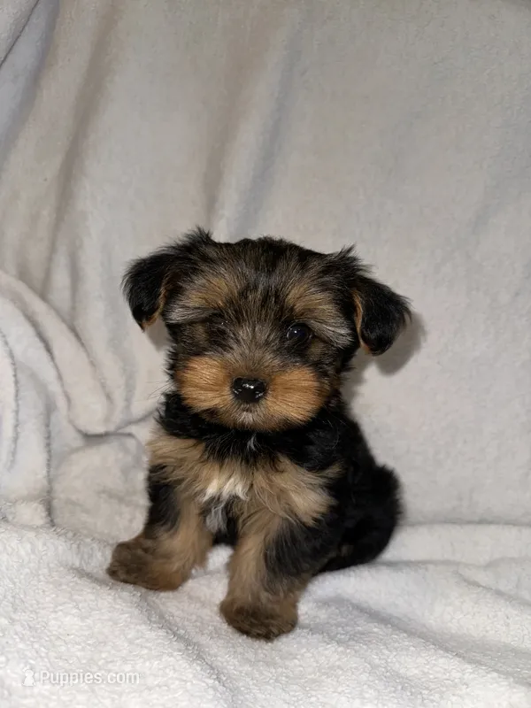 Skittle  – Yorkshire Terrier puppy for sale in Kansas City, MO