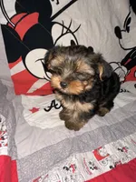 Stewart , a male Yorkshire Terrier for sale in Kansas City, MO – 3 of 3