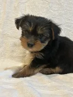 Mickey, a male Yorkshire Terrier for sale in Kansas City, MO – 1 of 4