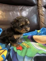 Skittle , a male Yorkshire Terrier for sale in Kansas City, MO – 2 of 5