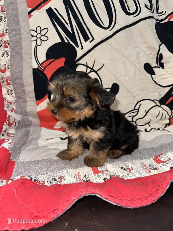 Stewart  – Yorkshire Terrier puppy for sale in Kansas City, MO
