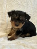 Chewey, a male Yorkshire Terrier for sale in Kansas City, MO – 2 of 3