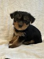 Chewey, a male Yorkshire Terrier for sale in Kansas City, MO – 1 of 3