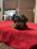 K-9, a male Yorkshire Terrier for sale in Kansas City, MO – 3 of 6