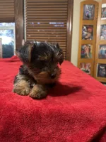K-9, a male Yorkshire Terrier for sale in Kansas City, MO – 2 of 6