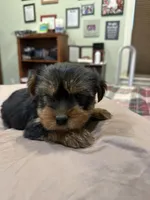 Stitch, a male Yorkshire Terrier for sale in Kansas City, MO – 3 of 5