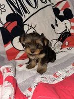 Stewart , a male Yorkshire Terrier for sale in Kansas City, MO – 2 of 3