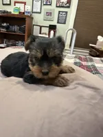 Stitch, a male Yorkshire Terrier for sale in Kansas City, MO – 2 of 5