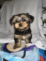 Skittle , a male Yorkshire Terrier for sale in Kansas City, MO – 4 of 5