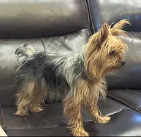 Stitch, a male Yorkshire Terrier for sale in Kansas City, MO – 5 of 5