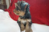 Charlotte , a female Yorkshire Terrier for sale in Kansas City, MO – 3 of 5