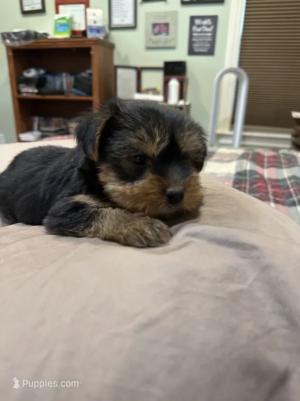 Stitch – Yorkshire Terrier puppy for sale in Kansas City, MO