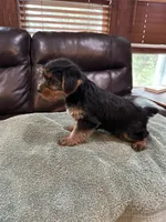 Skippy, a male Yorkshire Terrier for sale in Kansas City, MO – 3 of 3