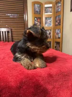 K-9, a male Yorkshire Terrier for sale in Kansas City, MO – 4 of 6