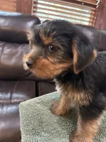 Skippy, a male Yorkshire Terrier for sale in Kansas City, MO – 2 of 3