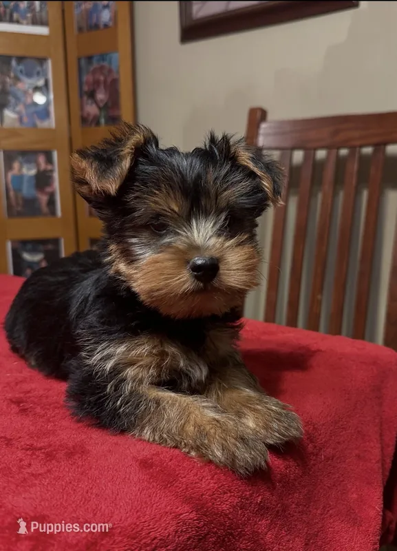 K-9 – Yorkshire Terrier puppy for sale in Kansas City, MO