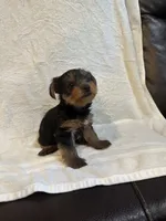 Dot, a female Yorkshire Terrier for sale in Kansas City, MO – 3 of 3