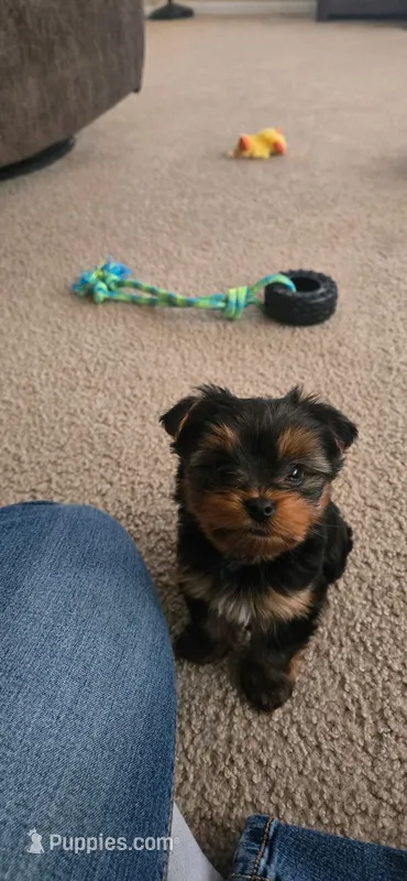 Lilo – Yorkshire Terrier puppy for sale in Kansas City, MO