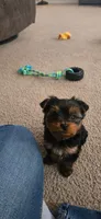 Lilo, a female Yorkshire Terrier for sale in Kansas City, MO – 1 of 4