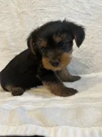 Dot, a female Yorkshire Terrier for sale in Kansas City, MO – 2 of 3