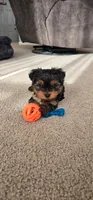 Pipit - Pure Bred, a male Yorkshire Terrier for sale in Kansas City, MO – Photo 1 of 5