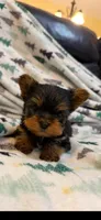 Pipit - Pure Bred, a male Yorkshire Terrier for sale in Kansas City, MO – Photo 3 of 5