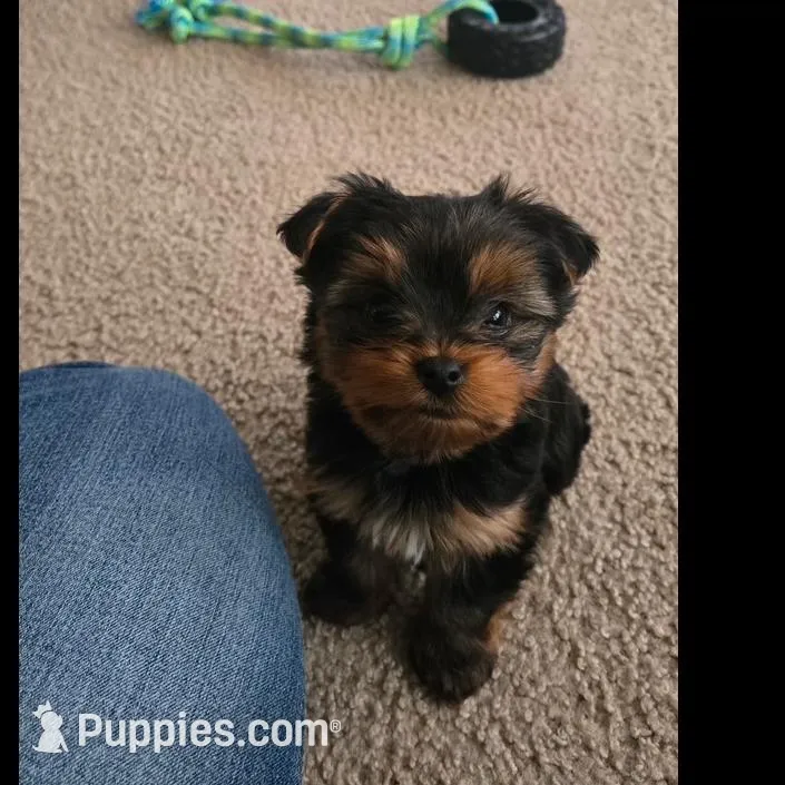 Pipit - Pure Bred, a male Yorkshire Terrier for sale in Kansas City, MO – Photo 2 of 5