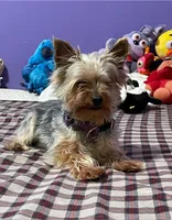 Pipit - Pure Bred, a male Yorkshire Terrier for sale in Kansas City, MO – Photo 4 of 5