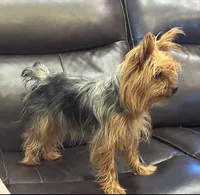 Pipit - Pure Bred, a male Yorkshire Terrier for sale in Kansas City, MO – Photo 5 of 5