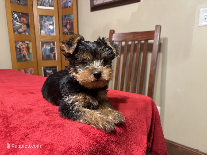K-9 – Yorkshire Terrier puppy for sale in Kansas City, MO