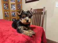 K-9, a male Yorkshire Terrier for sale in Kansas City, MO – 1 of 6