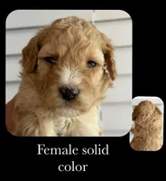 SL, a female Goldendoodle for sale in Kankakee, IL – Photo 1 of 3