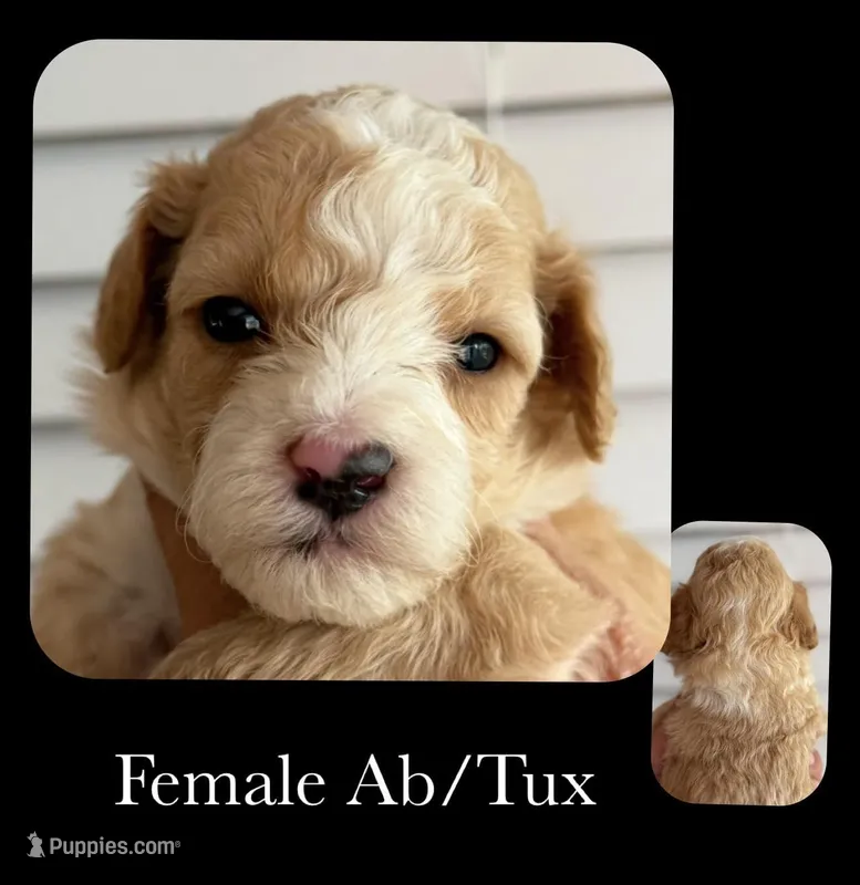 AB/TUX A, a female Goldendoodle for sale in Kankakee, IL – Photo 1 of 3
