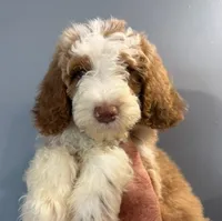 Tux B, a female Goldendoodle for sale in Kankakee, IL – 2 of 2