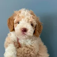 Tuxedo A, a female Goldendoodle for sale in Kankakee, IL – Photo 1 of 3