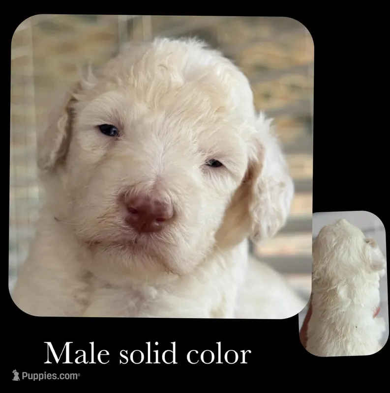 Solid color parti, a male Goldendoodle for sale in Kankakee, IL – Photo 1 of 3