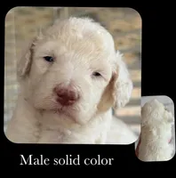 Solid color parti, a male Goldendoodle for sale in Kankakee, IL – Photo 1 of 3