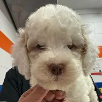 White Male A, a male Goldendoodle for sale in Kankakee, IL – Photo 1 of 3