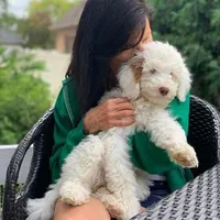 White Male A, a male Goldendoodle for sale in Kankakee, IL – Photo 3 of 3