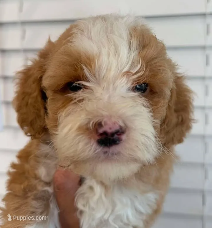 Tuxedo C – Goldendoodle puppy for sale in Momence, IL