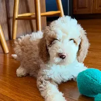 Tux C, a female Goldendoodle for sale in Kankakee, IL – Photo 3 of 5