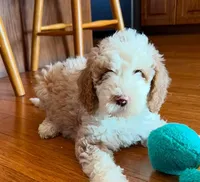 Tux C, a female Goldendoodle for sale in Kankakee, IL – Photo 3 of 5