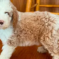 Tux C, a female Goldendoodle for sale in Kankakee, IL – Photo 2 of 5