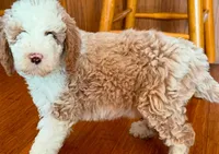 Tux C, a female Goldendoodle for sale in Kankakee, IL – Photo 2 of 5