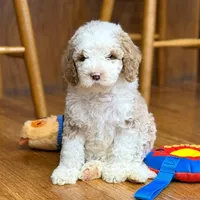 Tux C, a female Goldendoodle for sale in Kankakee, IL – Photo 1 of 5