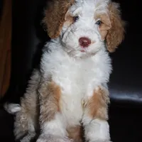 Tux C, a female Goldendoodle for sale in Kankakee, IL – Photo 4 of 5