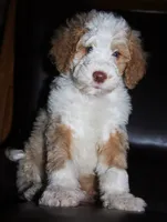 Tux C, a female Goldendoodle for sale in Kankakee, IL – Photo 4 of 5
